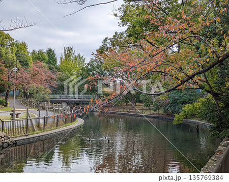 仙台堀川公園 2021年11月 仙台堀川公園 2021年11月 135769384