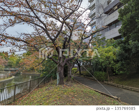 仙台堀川公園　2021年11月 135769385