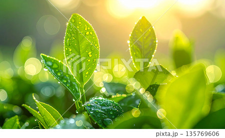 Green Tea Plantation at Sunrise Green Tea Plantation at Sunrise 135769606