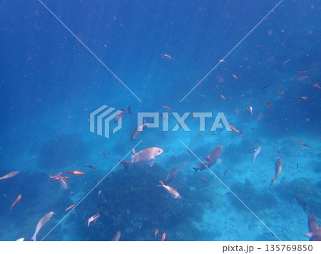 タイ シミラン諸島の魚 タイ シミラン諸島の魚 135769850