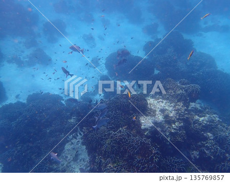 タイ　シミラン諸島の魚 135769857
