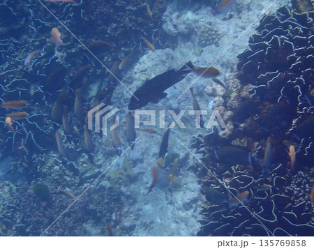 タイ シミラン諸島の魚 タイ シミラン諸島の魚 135769858