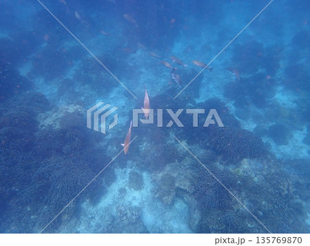 タイ　シミラン諸島の魚 135769870