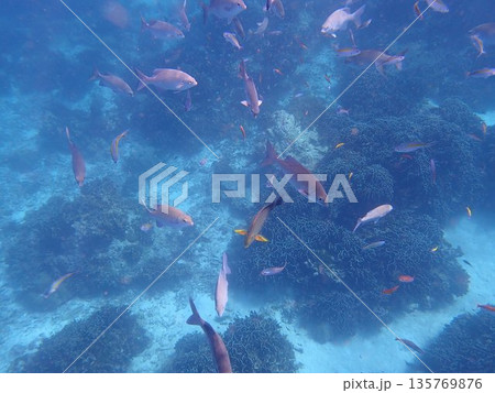 タイ シミラン諸島の魚 タイ シミラン諸島の魚 135769876