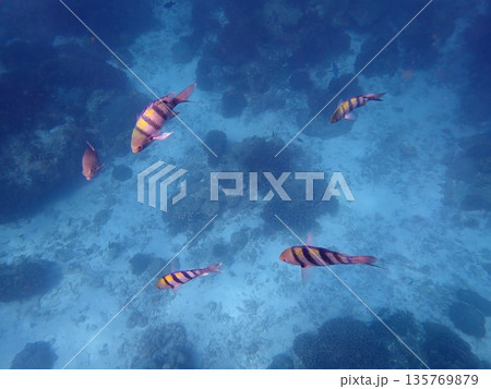 タイ　シミラン諸島の魚 135769879