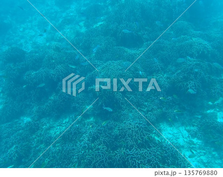 タイ シミラン諸島の魚 タイ シミラン諸島の魚 135769880