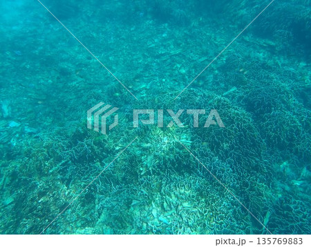 タイ シミラン諸島の魚 タイ シミラン諸島の魚 135769883