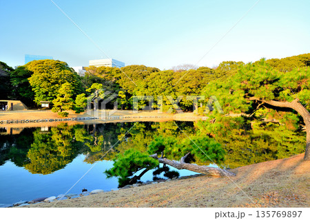 浜離宮庭園から観る超高層ビル群の風景 浜離宮庭園から観る超高層ビル群の風景 135769897