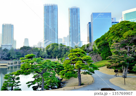 浜離宮庭園から観る超高層ビル群の風景 浜離宮庭園から観る超高層ビル群の風景 135769907