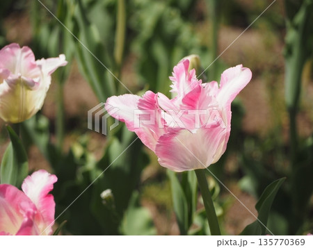 新潟県産チューリップ　恋心	 135770369