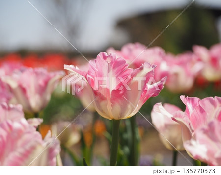 新潟県産チューリップ　恋心	 135770373