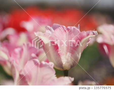 新潟県産チューリップ　恋心	 135770375