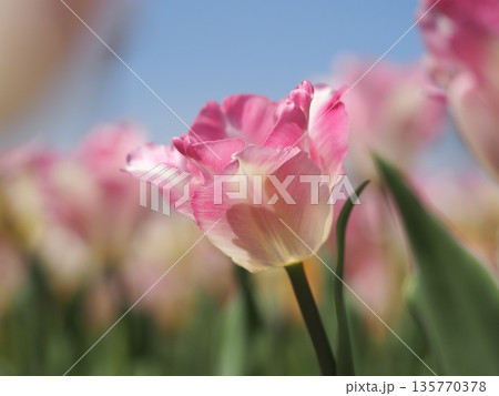 新潟県産チューリップ　恋心	 135770378