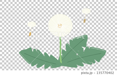 Hand drawn illustration of dandelion fluff and seeds Hand drawn illustration of dandelion fluff and seeds 135770402