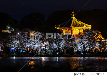 不忍池の夜桜 上野 2025年 不忍池の夜桜 上野 2025年 135770454