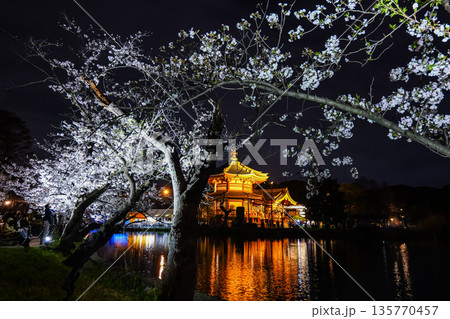 不忍池の夜桜 上野 2025年 不忍池の夜桜 上野 2025年 135770457