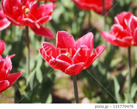 新潟県産チューリップ　越春香	 135770476