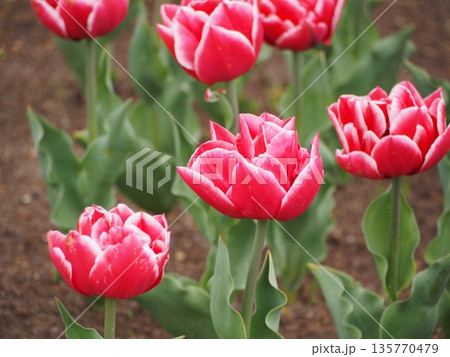 新潟県産チューリップ　越春香	 135770479