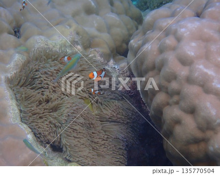 タイ スリン諸島の魚 タイ スリン諸島の魚 135770504