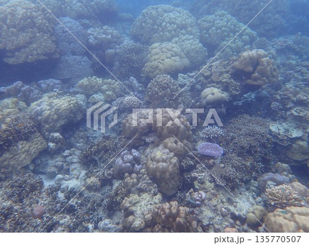 タイ スリン諸島の魚 タイ スリン諸島の魚 135770507