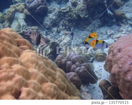 タイ　スリン諸島の魚 135770515