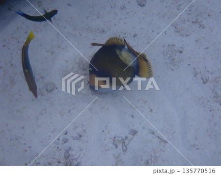 タイ スリン諸島の魚 タイ スリン諸島の魚 135770516