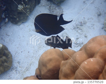 タイ スリン諸島の魚 タイ スリン諸島の魚 135770520