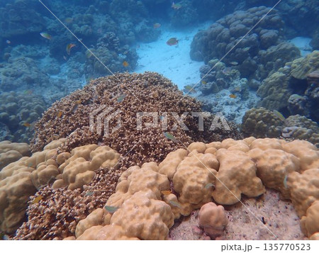 タイ スリン諸島の魚 タイ スリン諸島の魚 135770523