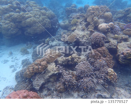 タイ　スリン諸島の魚 135770527