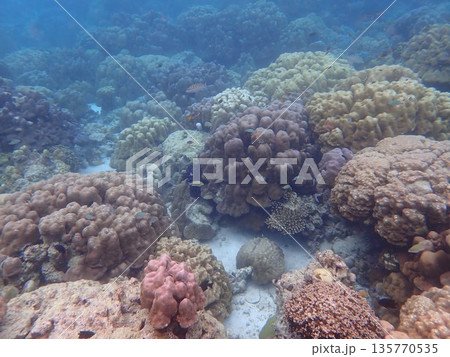 タイ スリン諸島の魚 タイ スリン諸島の魚 135770535
