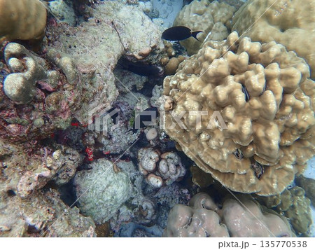 タイ スリン諸島の魚 タイ スリン諸島の魚 135770538