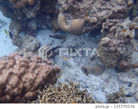 タイ スリン諸島の魚 タイ スリン諸島の魚 135770539