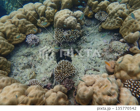 タイ スリン諸島の魚 タイ スリン諸島の魚 135770542