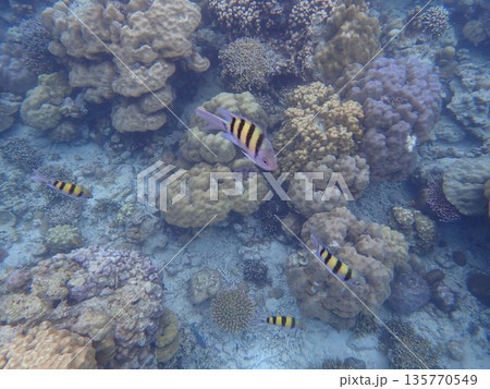 タイ スリン諸島の魚 タイ スリン諸島の魚 135770549
