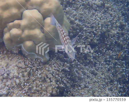 タイ スリン諸島の魚 タイ スリン諸島の魚 135770559
