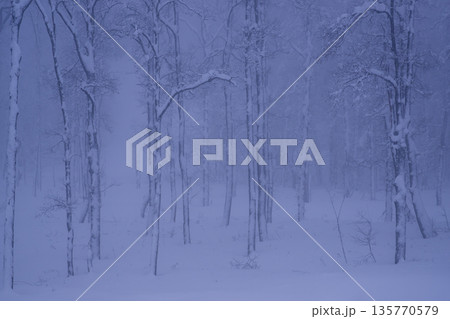 雪降るブナ林 雪降るブナ林 135770579