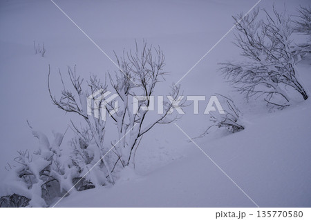 雪に覆われた木 雪に覆われた木 135770580