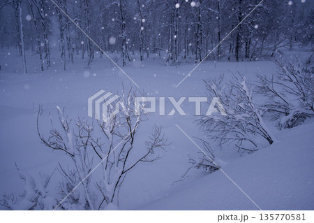 雪降る夜の森 135770581