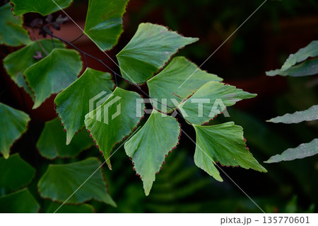 Decorative Adiantum trapeziforme fern with elegant fan shaped leaves and soft green tones, botanical foliage background for nature and plant concepts. Decorative Adiantum trapeziforme fern with elegant fan shaped leaves and soft green tones, botanical foliage background for nature and plant concepts. 135770601
