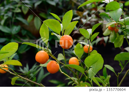 Ripe calamondin citrus fruits on branches with green leaves. Decorative citrofortunella microcarpa widely grown as indoor and garden plant. 135770604