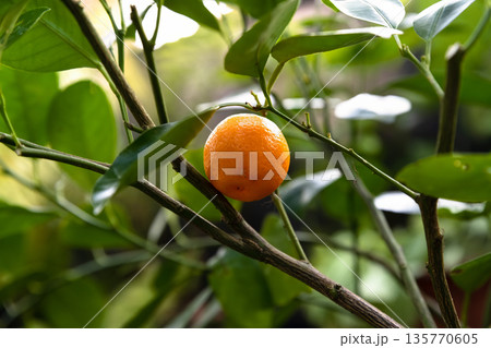 Single ripe calamondin fruit hanging on a branch with green leaves. Close up of citrofortunella citrus hybrid with textured orange skin. Single ripe calamondin fruit hanging on a branch with green leaves. Close up of citrofortunella citrus hybrid with textured orange skin. 135770605