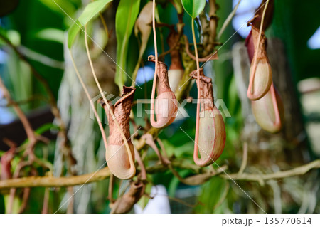 Close up of Nepenthes pitcher plant with withered dried traps hanging among green leaves. Tropical carnivorous foliage showing aging and natural decay. Close up of Nepenthes pitcher plant with withered dried traps hanging among green leaves. Tropical carnivorous foliage showing aging and natural decay. 135770614