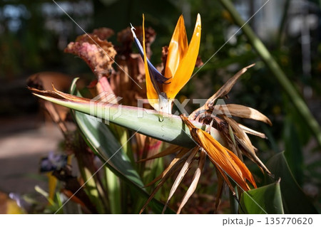 Close up of Strelitzia reginae flower with orange and blue petals. Bird of paradise bloom showing exotic tropical structure and dramatic form. Close up of Strelitzia reginae flower with orange and blue petals. Bird of paradise bloom showing exotic tropical structure and dramatic form. 135770620
