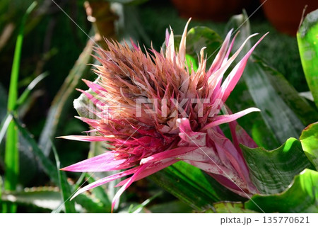 Close up of Aechmea bromeliad inflorescence with pink bracts and textured center. Exotic tropical flower detail with strong color and structure. 135770621