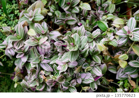 Close up of Tradescantia fluminensis Pink Hill foliage with soft pink and green tones. Decorative houseplant leaves showing delicate color and texture. Close up of Tradescantia fluminensis Pink Hill foliage with soft pink and green tones. Decorative houseplant leaves showing delicate color and texture. 135770623