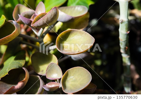 Kalanchoe nyikae succulent with thick cup shaped leaves seen close up. Unique green foliage texture with modern botanical style and natural calm mood. 135770630