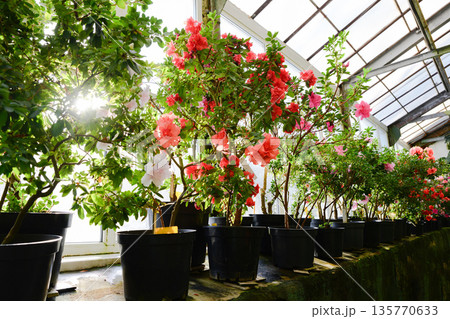 Blooming rhododendrons and azaleas in pots inside a sunny greenhouse. Spring and summer flowers with fresh green leaves creating a joyful bright atmosphere. Blooming rhododendrons and azaleas in pots inside a sunny greenhouse. Spring and summer flowers with fresh green leaves creating a joyful bright atmosphere. 135770633