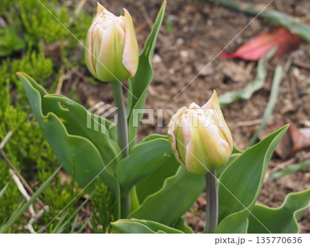 八重咲きのチューリップ　ドリーマー　つぼみ	 135770636