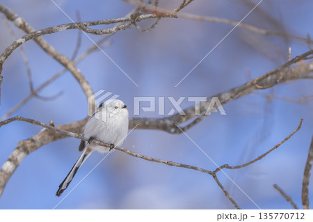 枝に止まり見つめるシマエナガ 枝に止まり見つめるシマエナガ 135770712