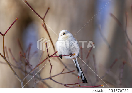 枝に止まりみつめるシマエナガ 枝に止まりみつめるシマエナガ 135770720